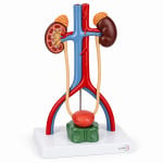 Urinary System